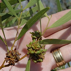 Red-eye wattle (Acacia Cyclops)