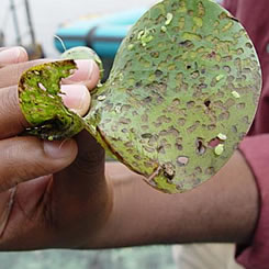 Water Hyacinth