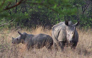 White rhinos: Daniella (7 years) and her 9-month old calf, Danny Boy